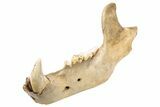 Fossil Cave Bear (Ursus spelaeus) Lower Jaw - Romania #240196-5